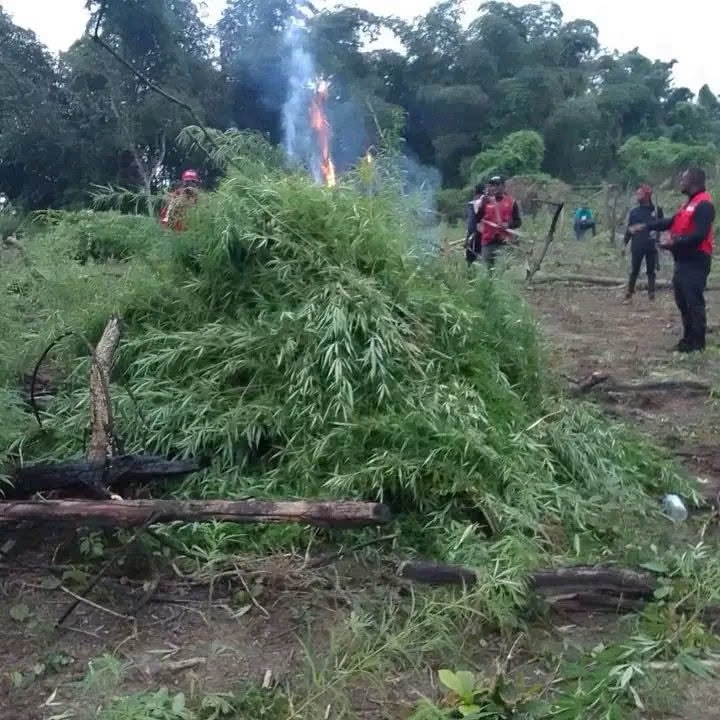 Sowore Slams NDLEA Over Cannabis Farm Destruction, Calls for Legalisation Sowore Slams NDLEA Over Cannabis Farm Destruction, Calls for Legalisation